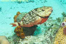 stoplight parrotfish